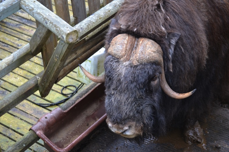 Musk ox at viewing platform